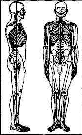 Строгая симметрия основных линий тела. Фронтальная плоскость плечевого пояса совпадает с плоскостью, проходящей через таз и тазобедренные суставы.