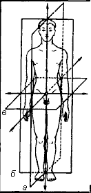 Различные плоскости сечения человеческого тела (по Стейндлеру).
а - сагиттальная плоскость: б - фронтальная плоскость; в - поперечная плоскость.
